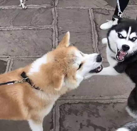 哈士奇表情包和柴犬表情包,哈士奇表情包对抗地精