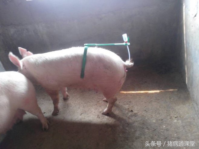 母猪发情时间不同，怎样确定配种时间？