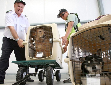 托运行李常识有哪些,行李托运到底怎样