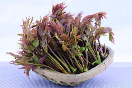 春季野菜大赏选对种类健康又美味,开春吃野菜的讲究