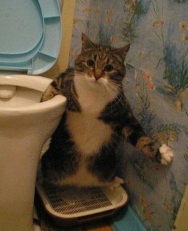 蹲厕所腿麻能快速恢复,蹲厕所脚为什么会麻像针刺一样