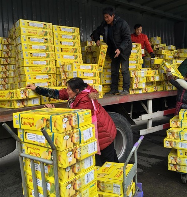 这芒果的味道太惊艳！年销6000万的批发商靠它成上海芒果一姐