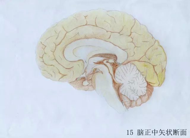 正所谓画骨画皮也画心,画皮画骨还画心