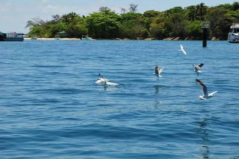 刘强东与奶茶妹妹的婚礼举办地大堡礁到底有多美？自己去看！