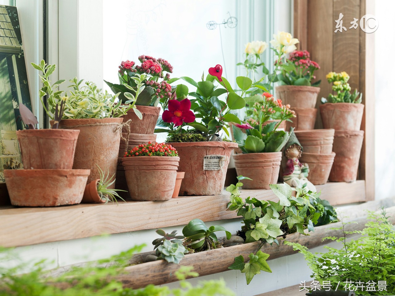 过期的药千万别扔它有大用途,过期药不要扔让它变为宝