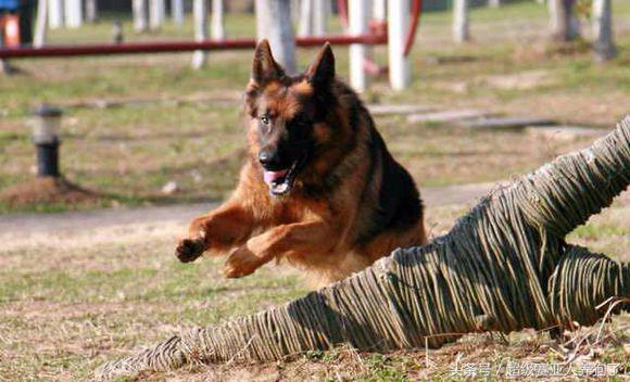 怎么训练德牧凶猛,如何把德牧训的特别猛