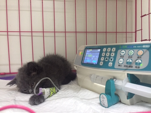 去猫舍买猫要多少钱,宠物市场买的蓝猫两个月能活吗