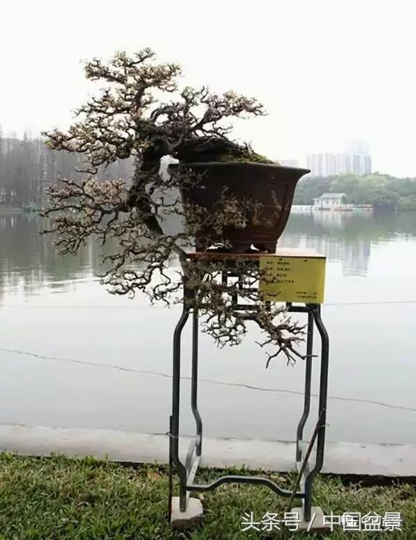 雀梅盆景图片欣赏设计,大坨坨雀梅盆景