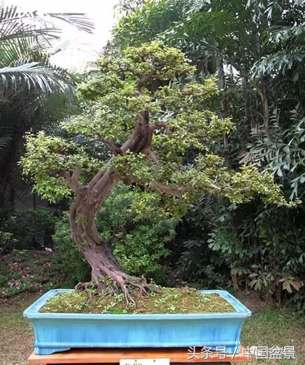 雀梅盆景图片欣赏设计,大坨坨雀梅盆景