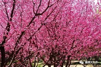 4月整整11天假！瓷器们，这些好消息请查收！