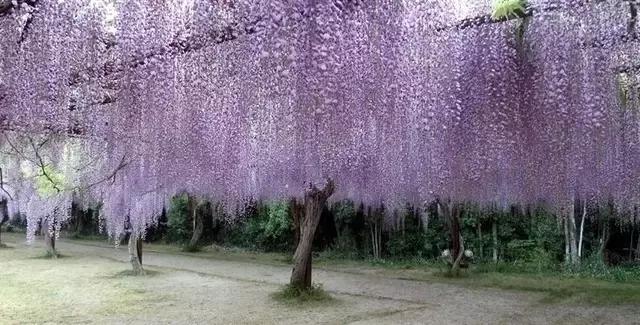 日本樱花之旅,来一场日本樱花之旅