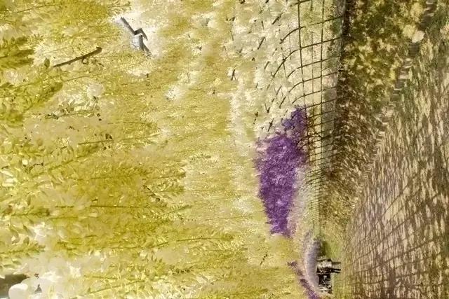 日本樱花之旅,来一场日本樱花之旅