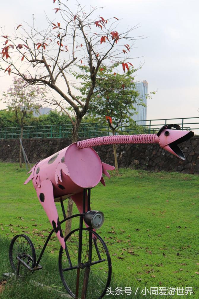 不用去日本深圳就能看樱花,日本樱花必看