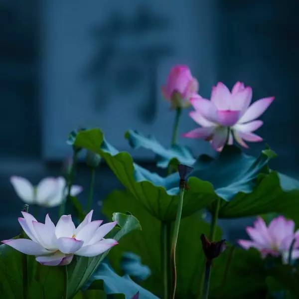 清明深圳周边一日游好去处,深圳仙湖植物园清明踏青赏花