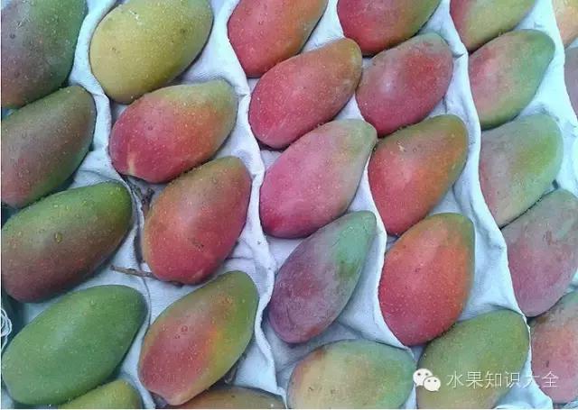 芒果大全100种,芒果这么多你最爱吃的是哪一种