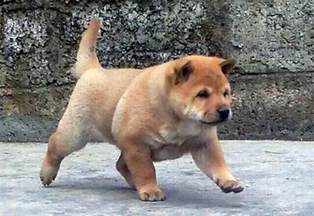 相狗经老人教你挑选好狗,古代选狗与现代选狗的方法