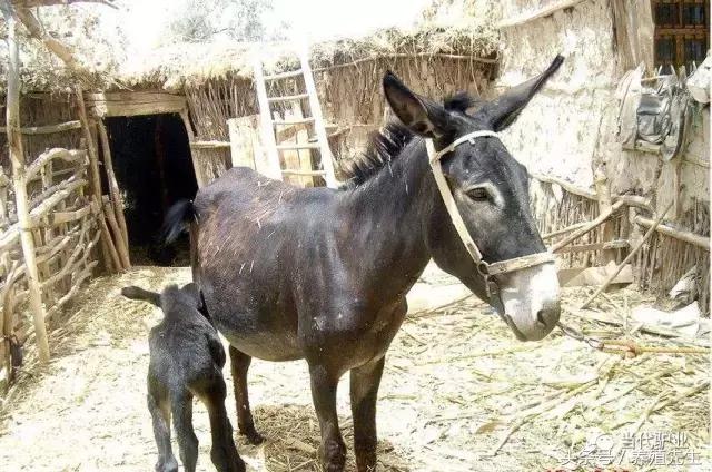 德州驴适合什么地方养殖,德州驴养殖业发展状况如何
