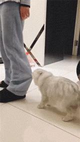 猫咪被割了蛋需要怎么护理,猫咪割了蛋还会打架吗