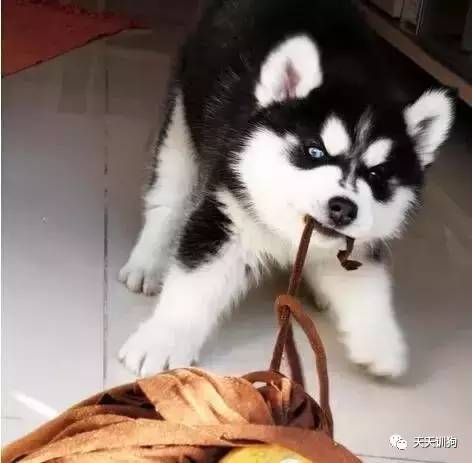 纠正狗狗乱叫的行为,纠正狗狗咬人行为训犬