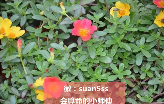 春天正是吃野菜的好时令,云南墨江时令野菜上市尝鲜正当时