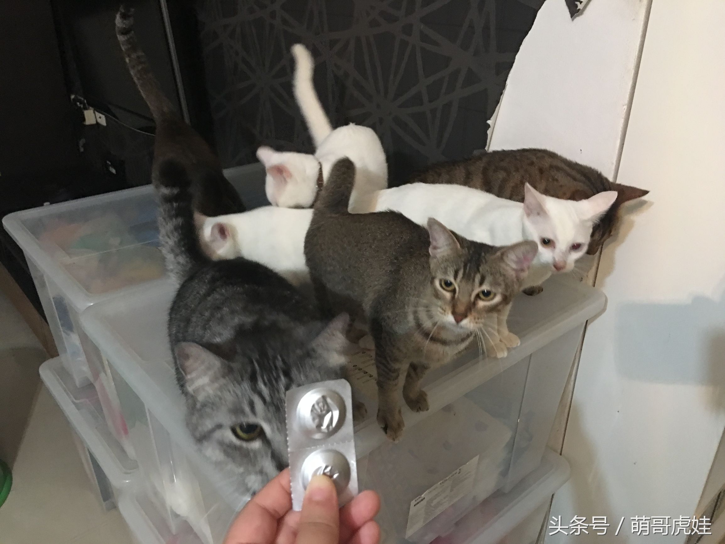 家里小馋猫,家里的小馋猫