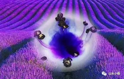 吃黑枸杞的最佳吃法,怎样吃黑枸杞才是正确的