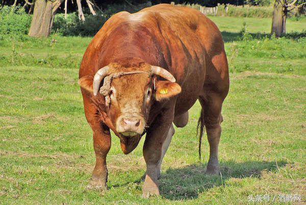 100种解酒偏方,全球最全解酒方法