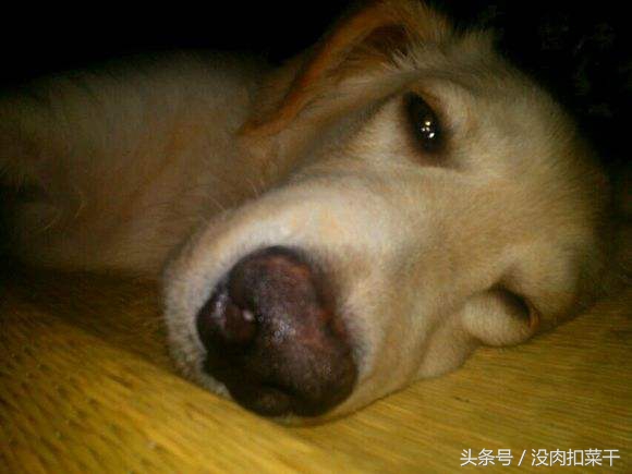 狗狗突然很粘人焦躁不安怎么回事,家里的狗狗不叫怎么办