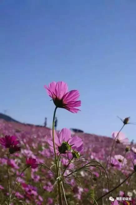 摄影新手必学的20种基础构图,摄影11种构图技巧