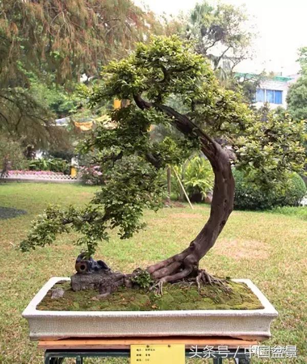 雀梅盆景图片欣赏设计,大坨坨雀梅盆景