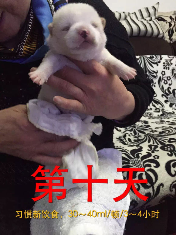 捡到了流浪狗怎么养,流浪小奶狗刚到家怎么养