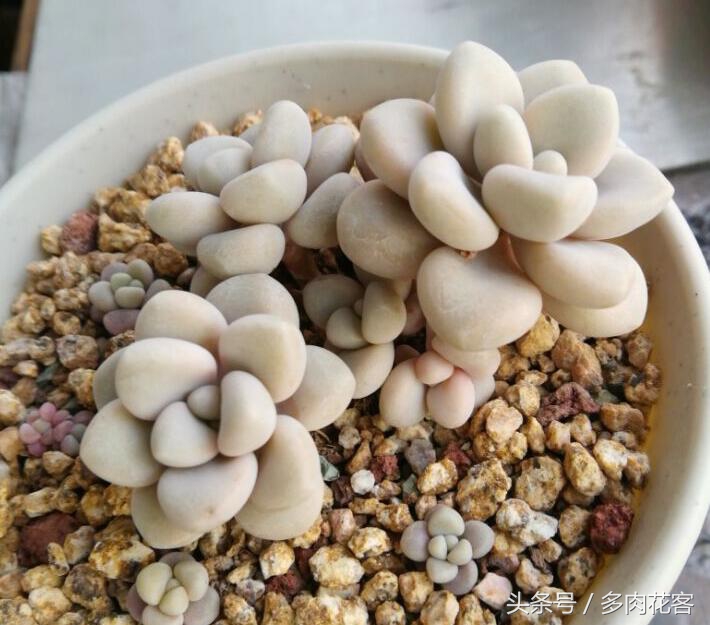 多肉植物与其他植物的区别,多肉植物艾伦