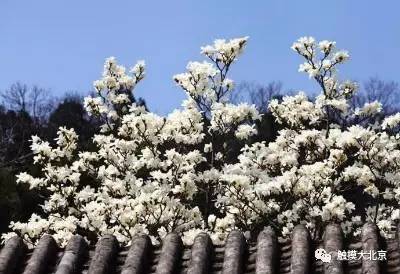 4月整整11天假！瓷器们，这些好消息请查收！