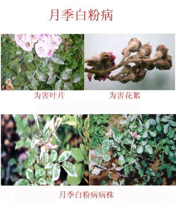 让你的花草起死回生小妙招,让绿植复活的药水