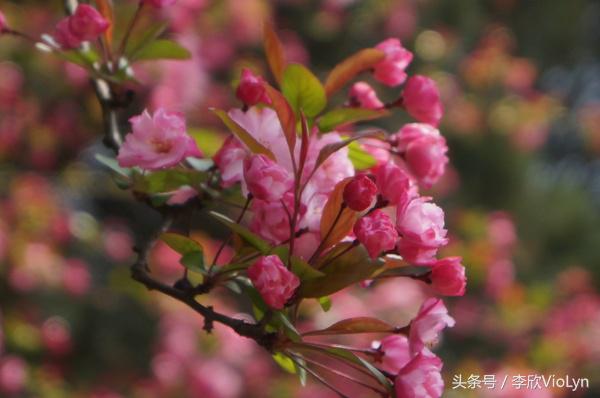 青岩｜一盏清茶一抹暗香，一段黔南往事