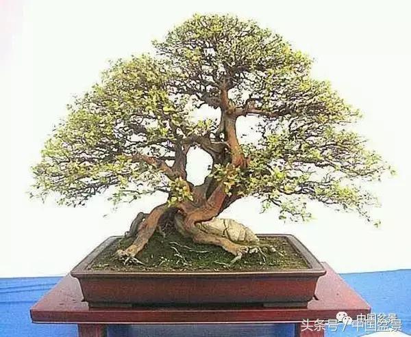 雀梅盆景图片欣赏设计,大坨坨雀梅盆景