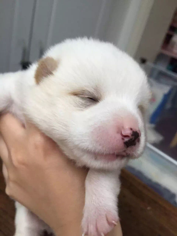 捡到了流浪狗怎么养,流浪小奶狗刚到家怎么养