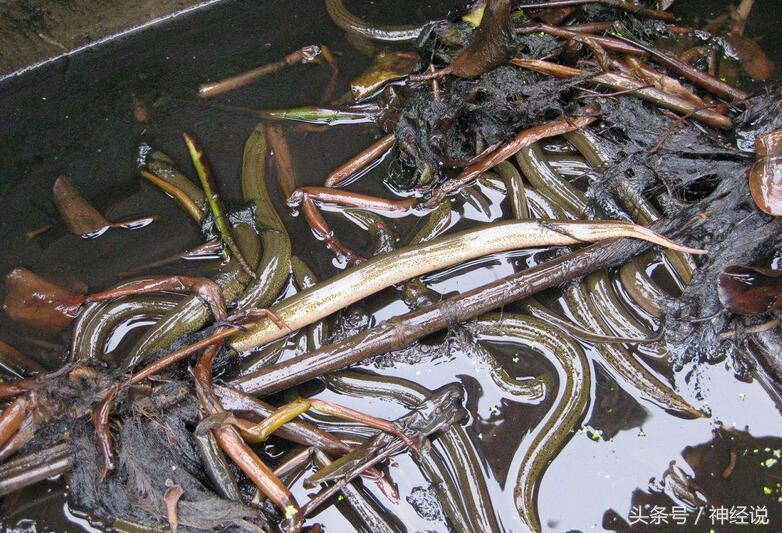 黄鳝有毒到底有多严重,黄鳝可怕吗