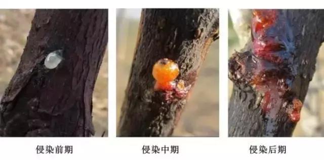 猕猴桃流红水怎么治,猕猴桃果园喷灌最新方法