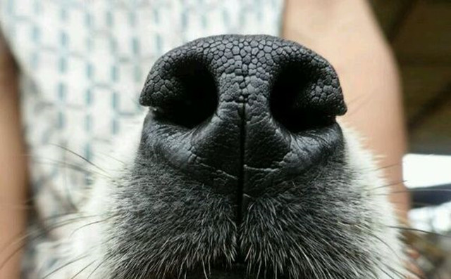 相狗经老人教你挑选好狗,古代选狗与现代选狗的方法