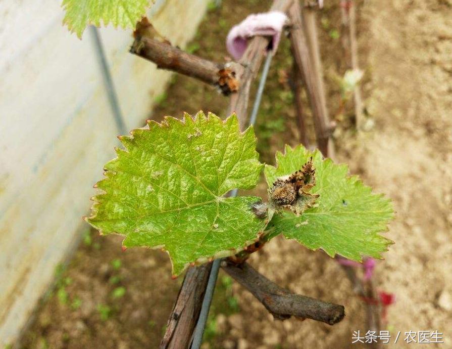 葡萄灰霉病和穗轴褐枯病防治,甜瓜枯萎病根腐病