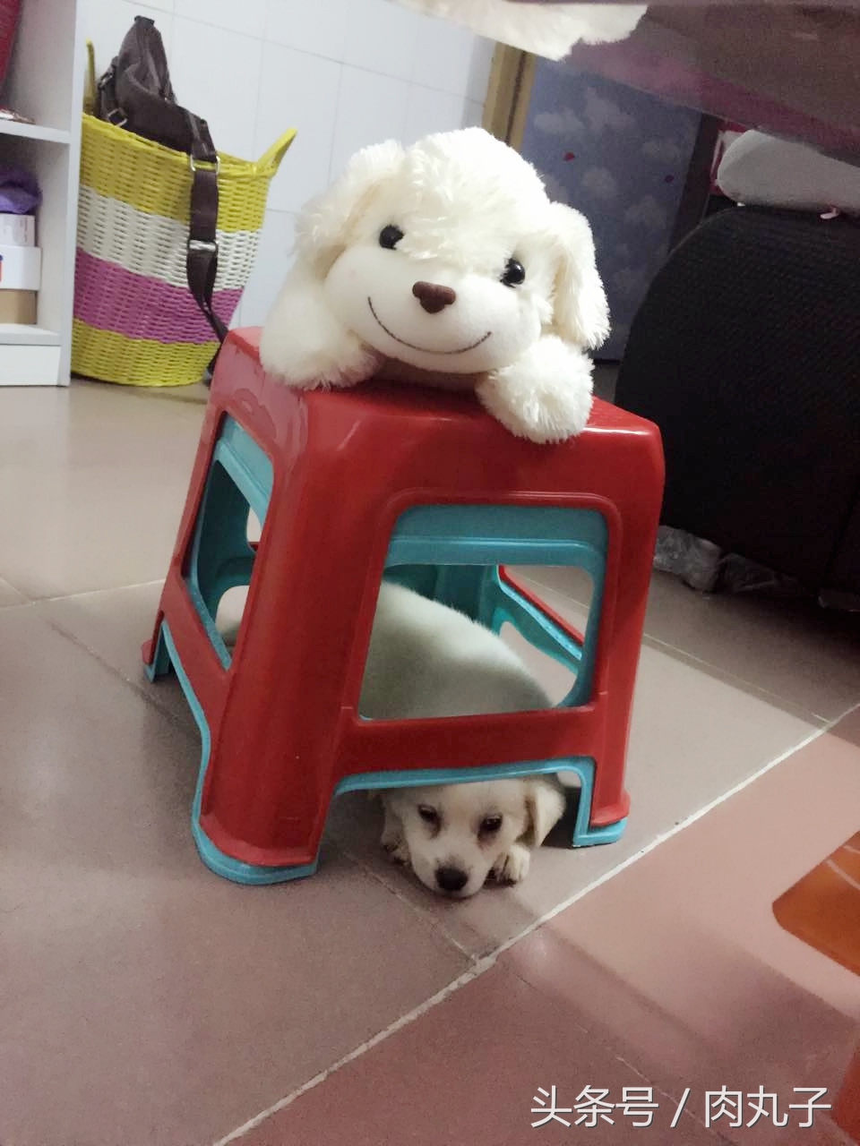 狗瘟方案,狗瘟自愈的药