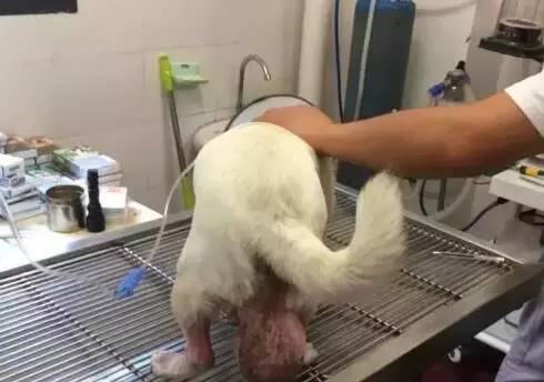 狗狗下颚长了两个肉球,狗狗长了个鸡蛋大小的肉瘤