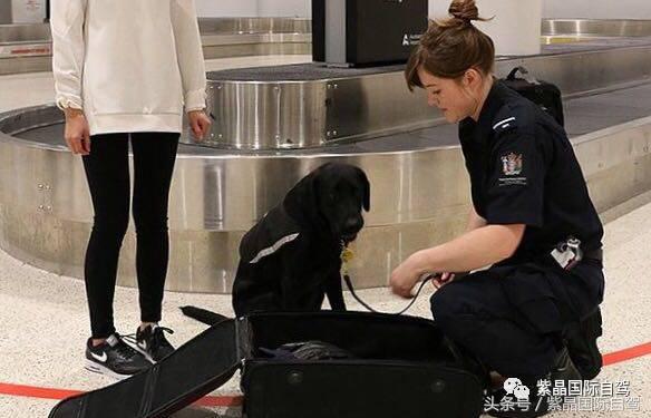 新西兰入境全过程 (不会英语新西兰入境流程)