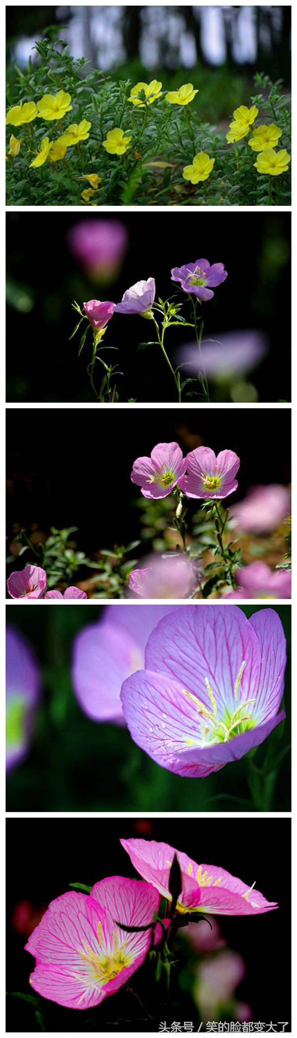 沐浴美人的魔法，月见草