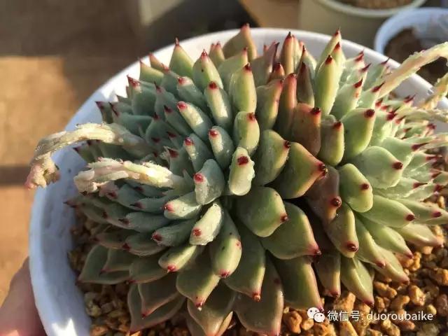 一入肉坑深似海下一句,一入肉坑深似海