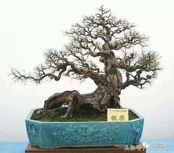 雀梅盆景图片欣赏设计,大坨坨雀梅盆景