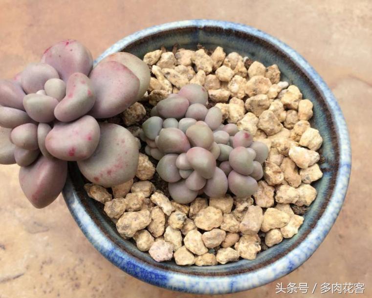 多肉植物与其他植物的区别,多肉植物艾伦