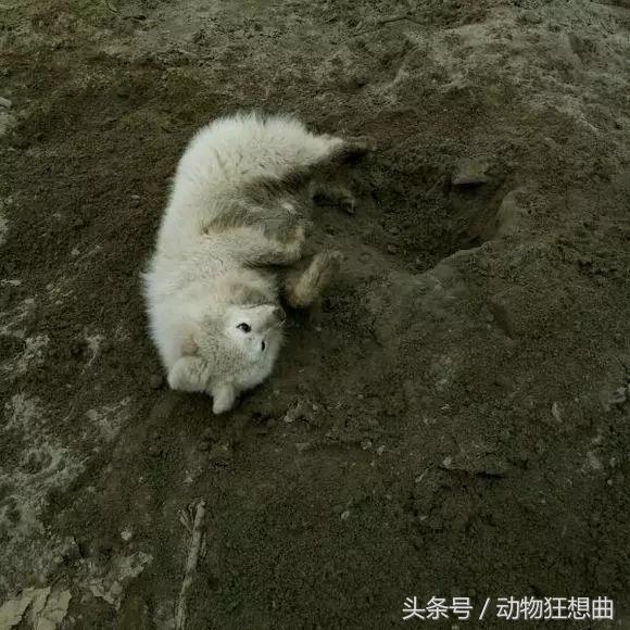 猫咪被割了蛋需要怎么护理,猫咪割了蛋还会打架吗