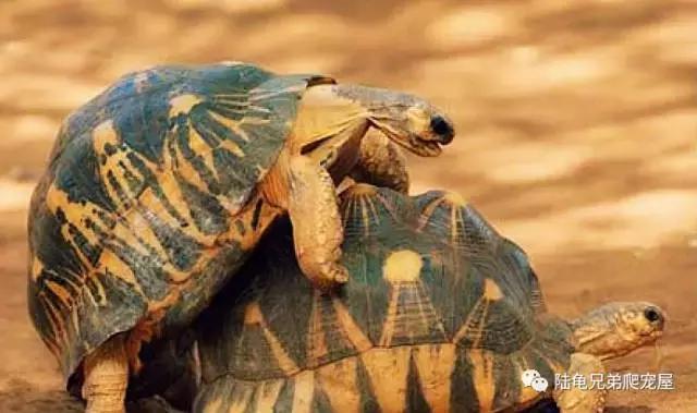十年磨一剑光启技术深度分析,如何挑选辐射陆龟